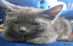 Ragdoll cats for sale: Half ragdoll kitten  - Image 2