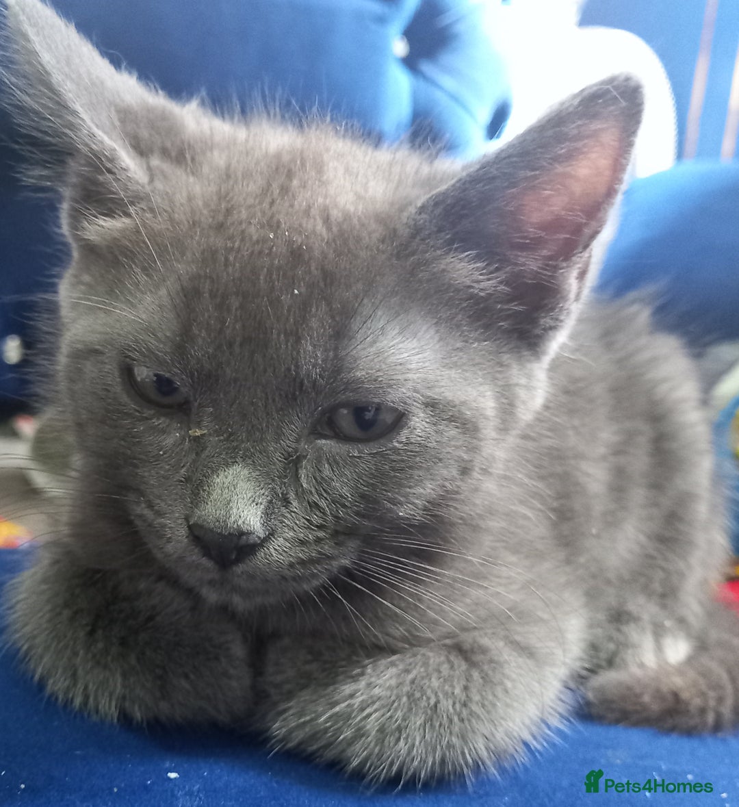 Ragdoll cats for sale: Half ragdoll kitten  - Image 2