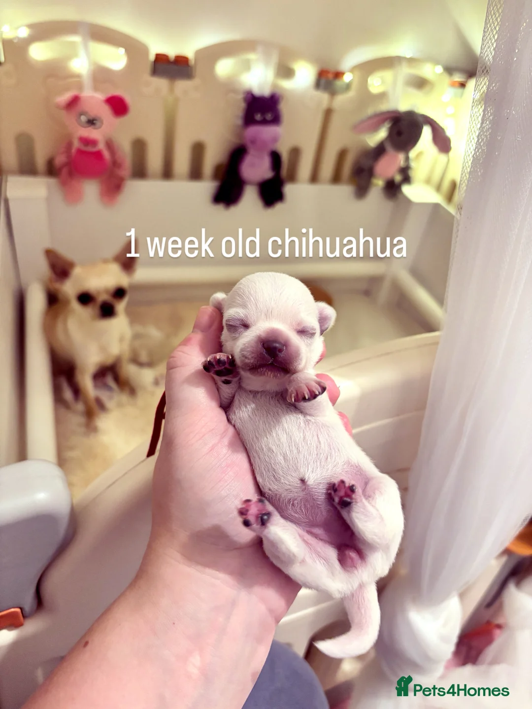 Chihuahua dogs for sale: KC registered beautiful chihuahua puppies - Advert 8