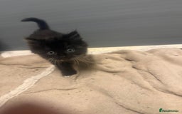 Mixed Breed cats for sale: Beautiful mixed exotic kittens  - Image 5