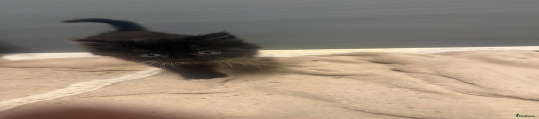 Mixed Breed Kitten 5