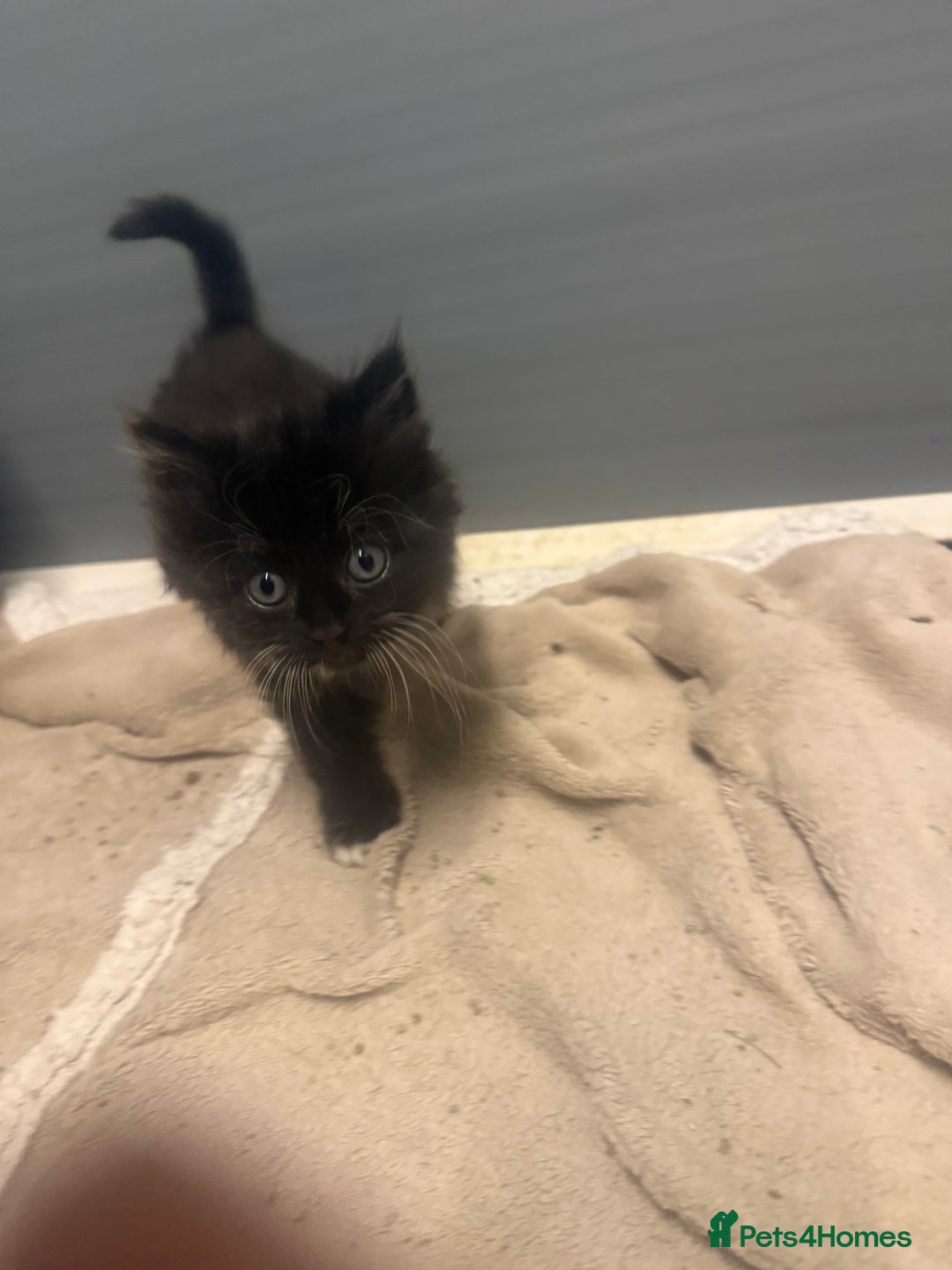 Mixed Breed cats for sale: Beautiful mixed exotic kittens  - Image 5