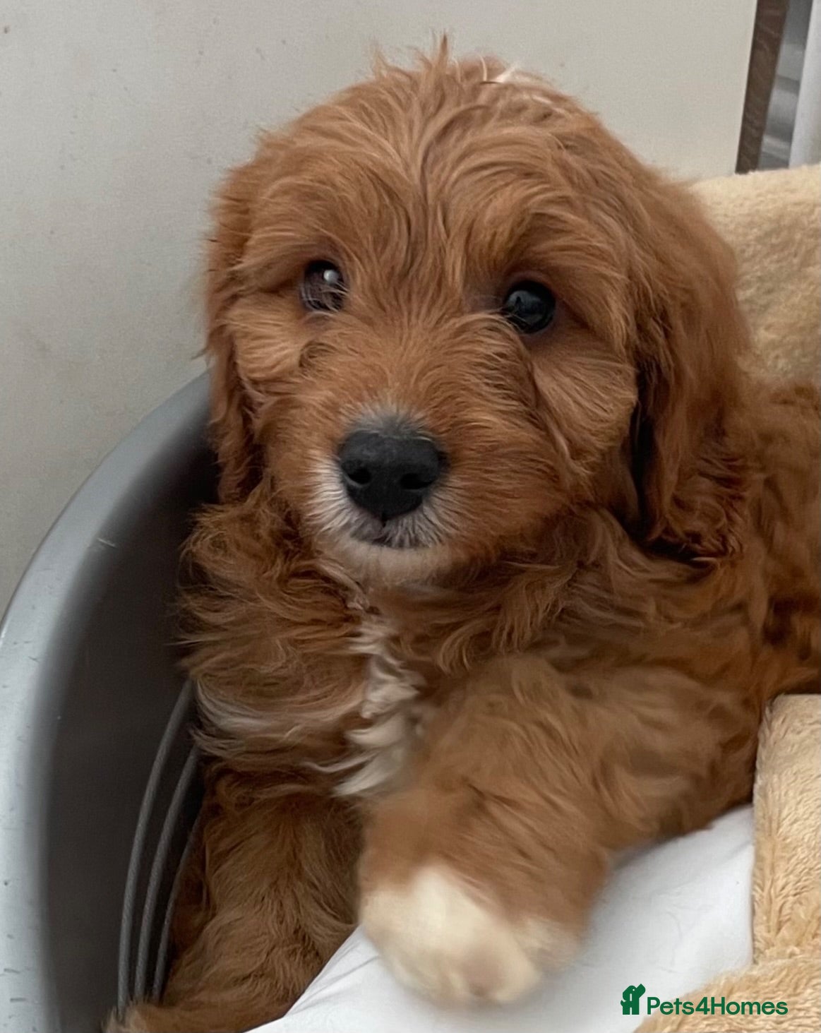 Cavapoo dogs ADORABLE CAVAPOO PUPPIES  - Advert 6