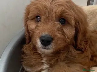 Cavapoo dogs ADORABLE CAVAPOO PUPPIES - Advert 6