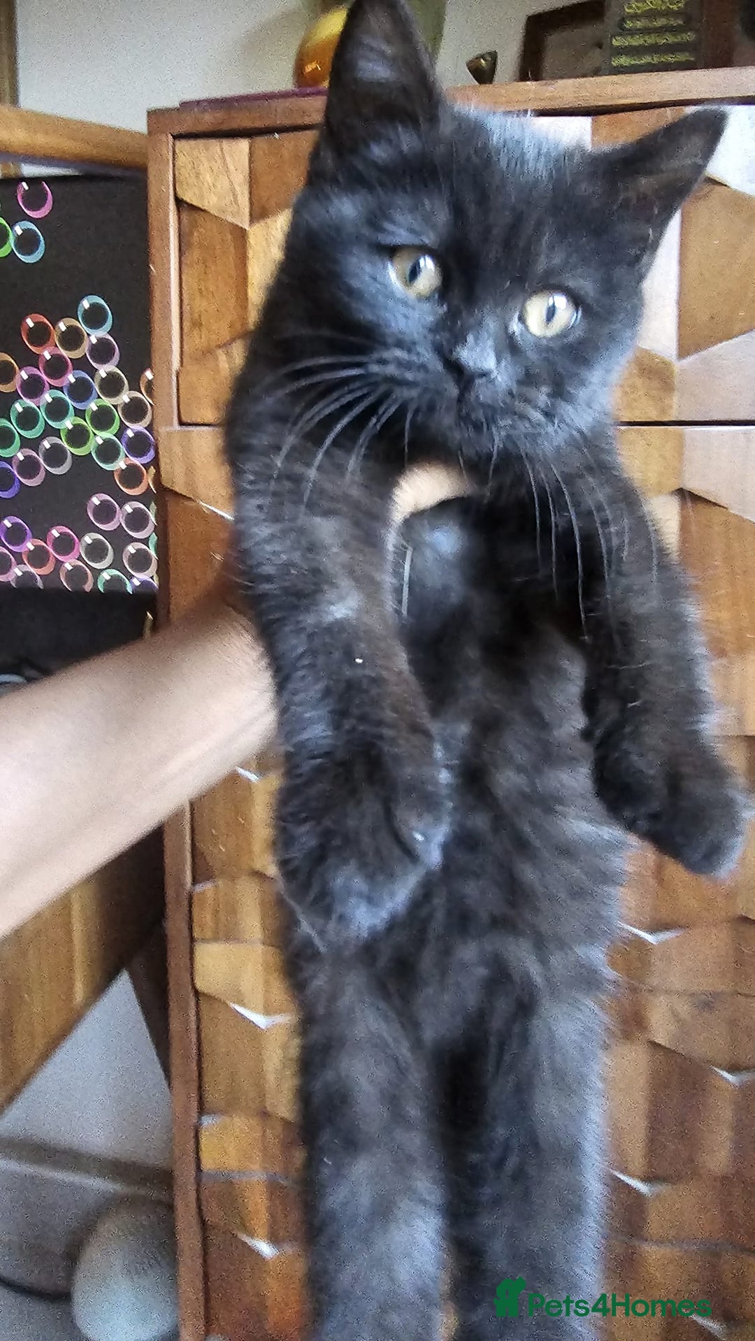 British Shorthair cats for sale: Gorgeous British Shorthair Kittens Ready Now! - Advert 9