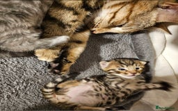 Bengal cats for sale: Elven Bengals - Image 30