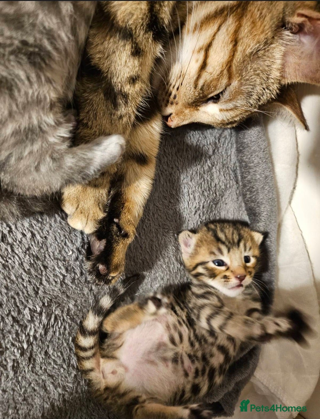 Bengal cats for sale: Elven Bengals - Image 30