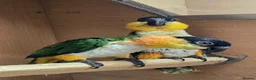 Parrots birds for sale: Black Headed Caiques - bonded pair - dna sexed - Advert 3