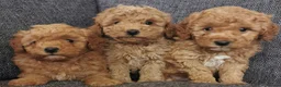 Toy Poodle dogs for sale: Quality KC Genetically health tested toy poodles  - Advert 8