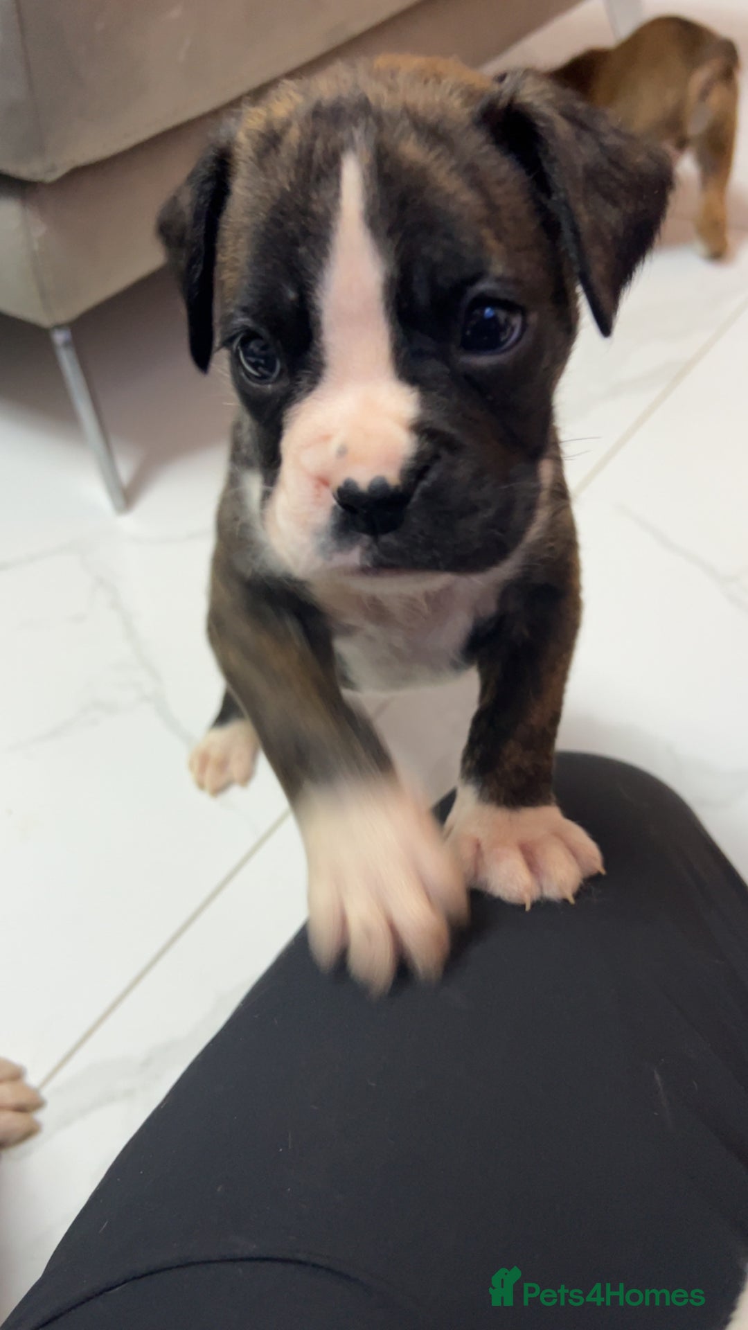 Boxer dogs for sale: Kc registered boxer puppies  - Advert 21