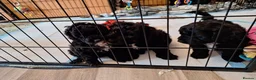 Cockapoo dogs for sale: FB1 Cockapoos in Weston-super-Mare - Advert 14