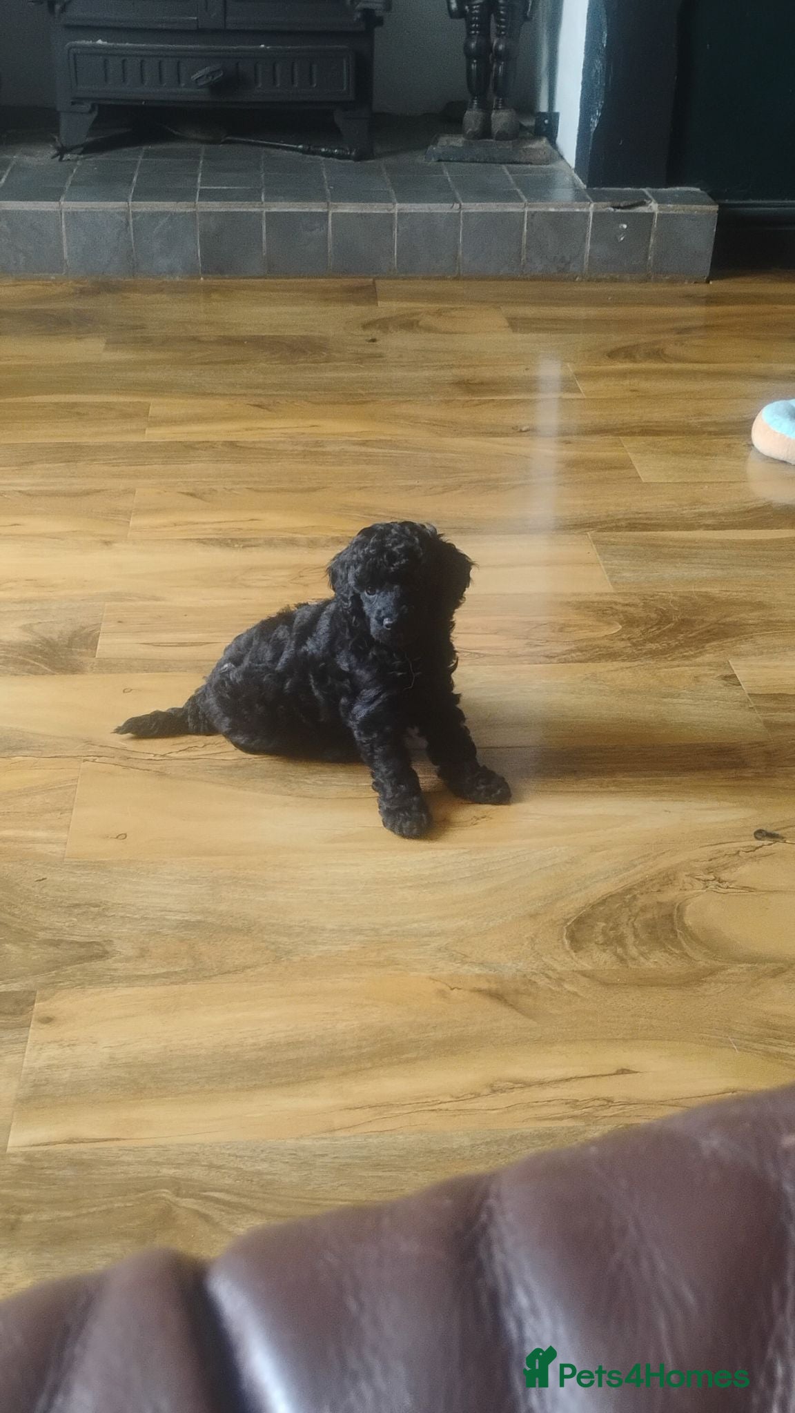 Toy Poodle dogs KC Reg True size Toy poodles early August  - Advert 11