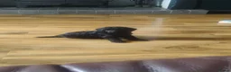 Toy Poodle dogs for sale: KC Reg True size Toy poodle Ready NOW  - Advert 1
