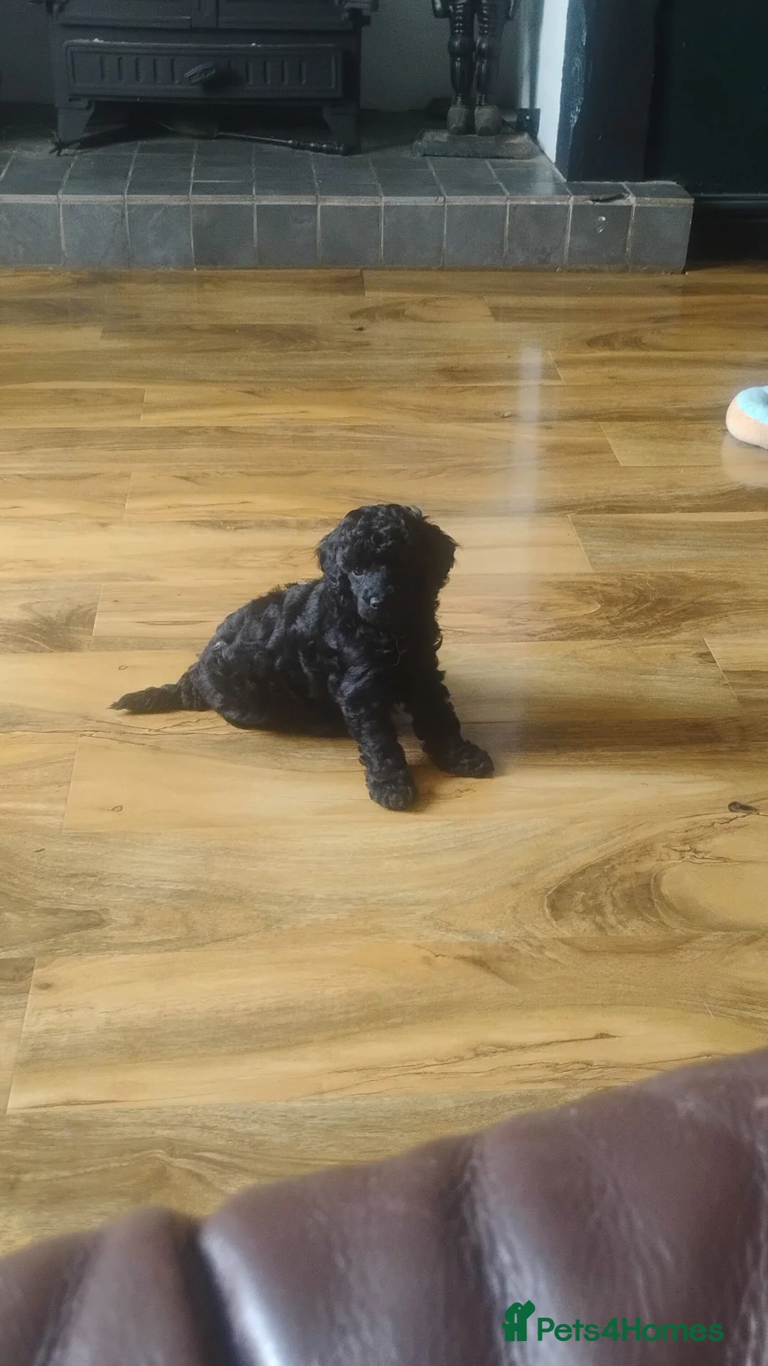 Toy Poodle dogs for sale: KC Reg True size Toy poodle Ready NOW  - Advert 1