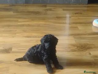 Toy Poodle dogs KC Reg True size Toy poodles early August - Advert 11
