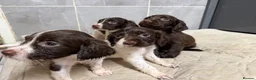 English Springer Spaniel dogs for sale: Springer spaniel puppies  - Advert 2