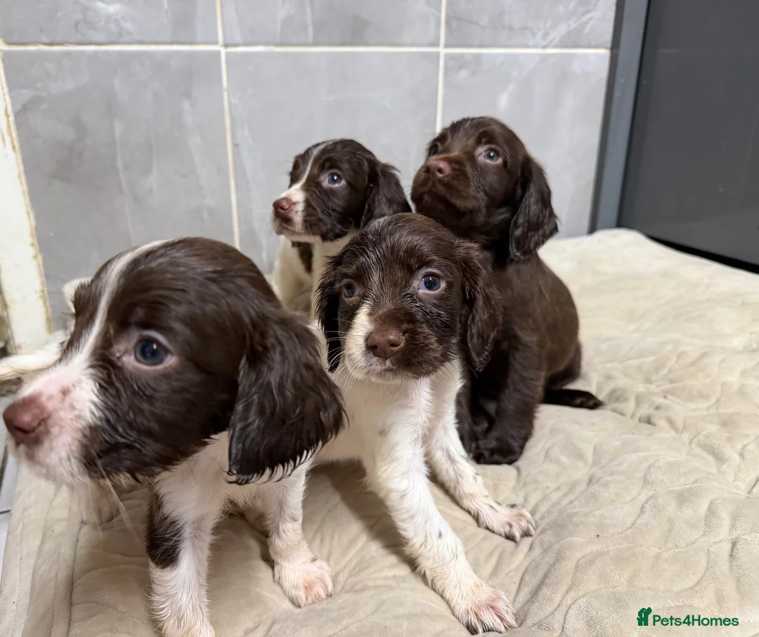 English Springer Spaniel dogs for sale: Springer spaniel puppies  - Advert 2
