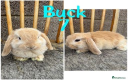 Mini Lop rabbits for sale: Pure breed mini lop male and female  - Image 13