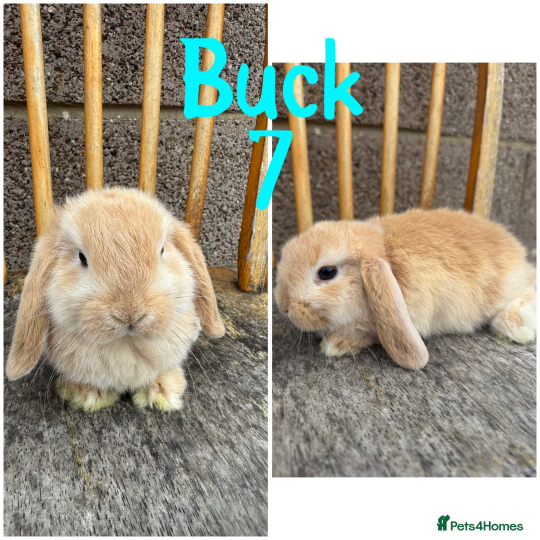 Mini Lop rabbits for sale: Pure breed mini lop male and female  - Image 13