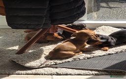 Miniature Dachshund dogs for sale: Stunning smooth haired babies - Image 4