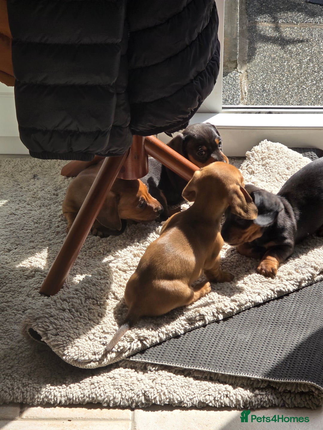 Miniature Dachshund dogs for sale: Stunning smooth haired babies - Image 4