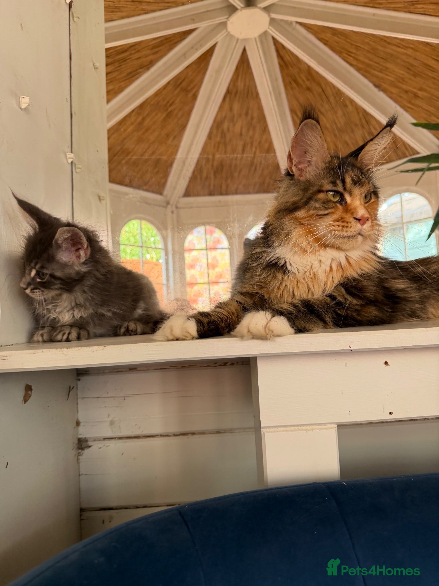 Maine Coon cats European Pure-Breed Maine Coon Kittens, Ready Now! - Advert 14