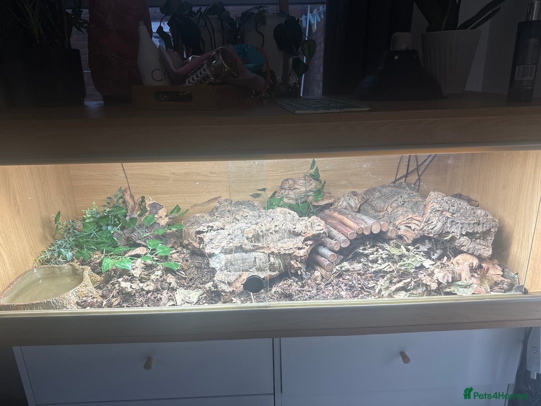 King Snake reptiles for sale: Mexican black king snake and full set up - Advert 3