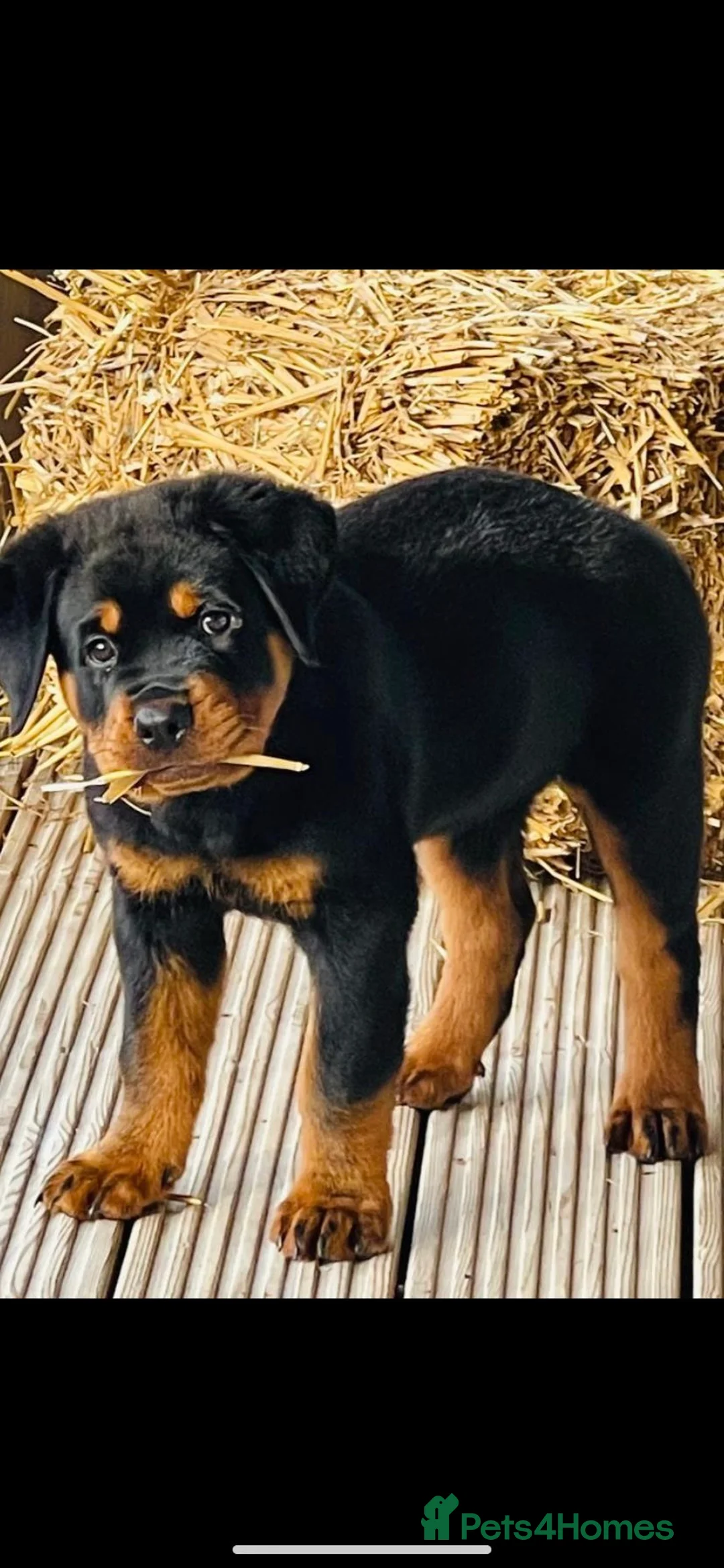 Rottweiler dogs for stud: •PROVEN •Very experienced stunning Rottweiler Stud in Doncaster - Advert 11