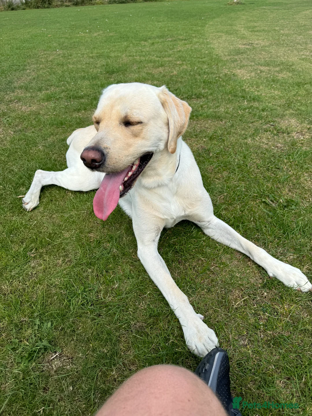 Labrador Retriever dogs for stud: Working Yellow Labrador Retriever for Stud in Chesterfield - Advert 5