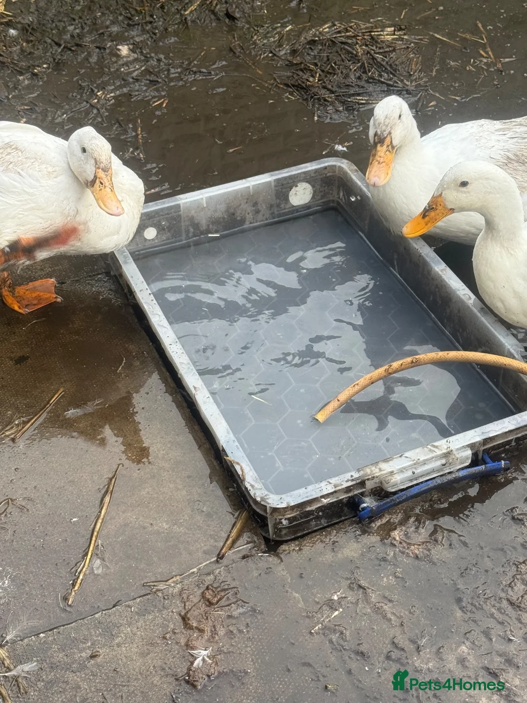 Ducks poultry for sale: 1 drake 2 female pecking ducks  in Liverpool - Advert 2