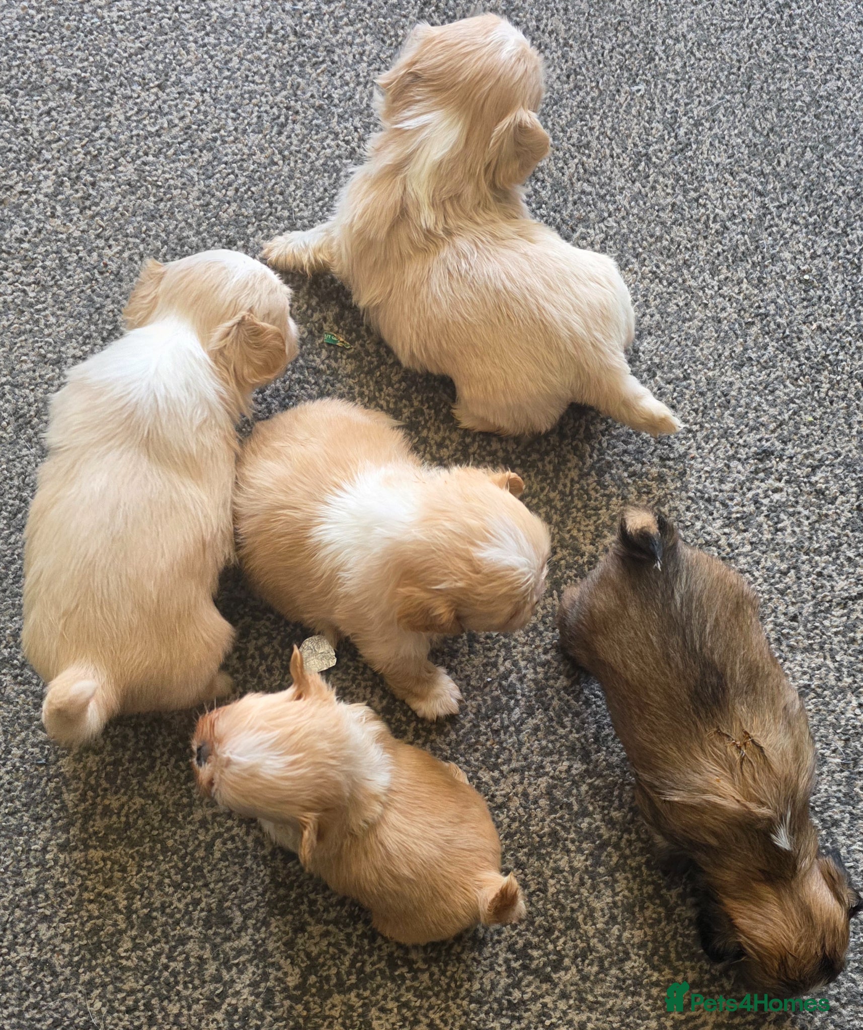 Shih Tzu dogs Stunning KC Reg imperial shih tzu puppies - Advert 2