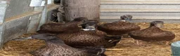 Ducks poultry for sale: 4 Khaki + two Dark Campbell ducks + 1 Drake  in Brighton - Advert 1