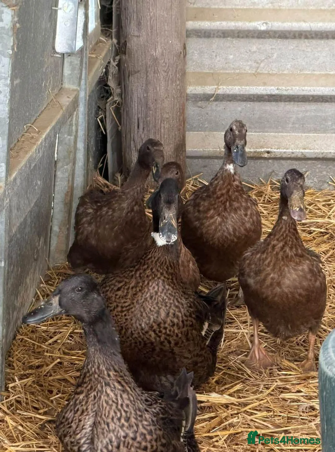 Ducks poultry for sale: 4 Khaki + two Dark Campbell ducks + 1 Drake  in Brighton - Advert 1