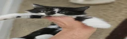 Mixed Breed cats for sale: Ragdol mix Kittens  - Advert 2