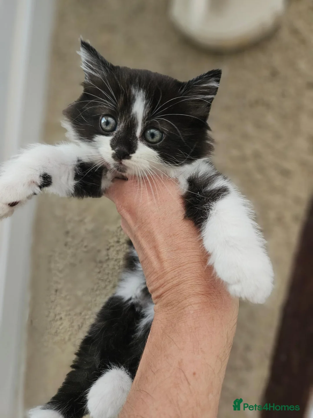 Mixed Breed cats for sale: Ragdol mix Kittens  - Advert 2
