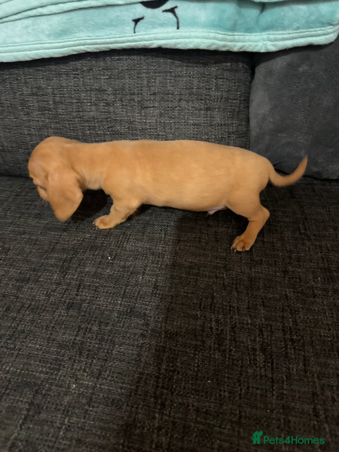Dachshund dogs for sale: 5 beautiful dachshund 1 girl 4 boys - Advert 8