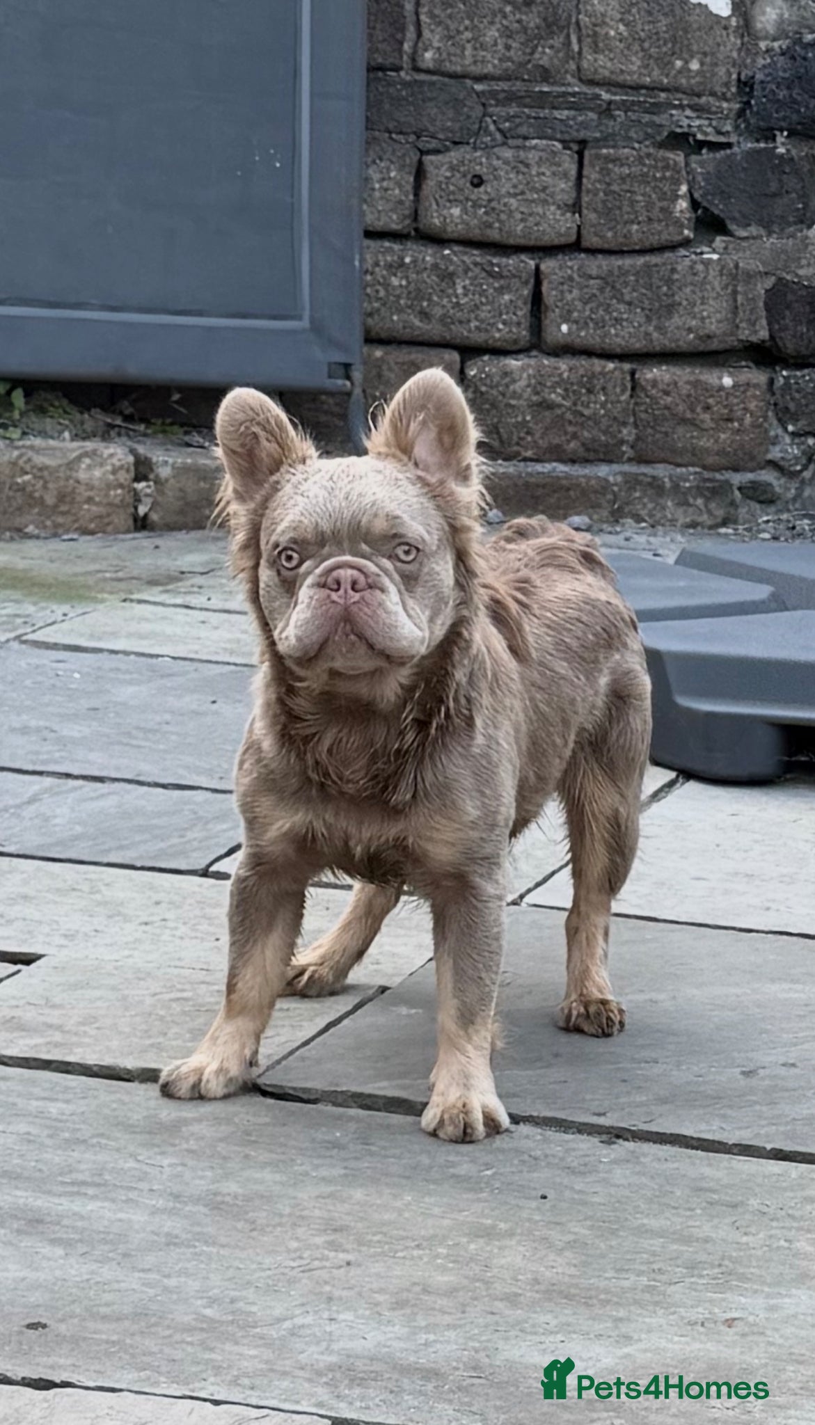 French Bulldog dogs for stud: New Shade Isabella & Tan Full Fluffy - Advert 7