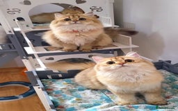 British Longhair cats for sale: Purebred British Longhair Female  - Image 7