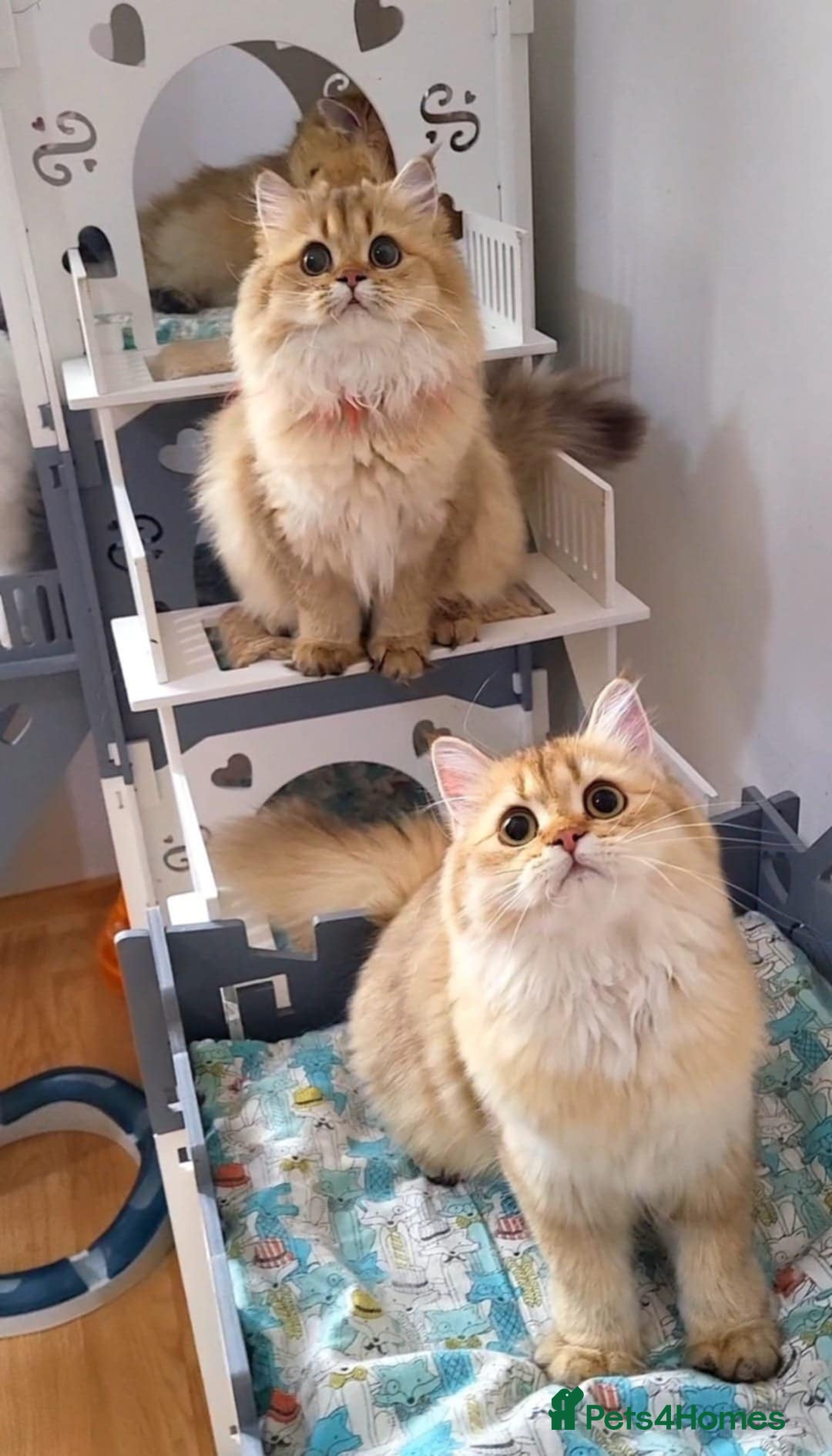 British Longhair cats for sale: Purebred British Longhair Female  - Image 7