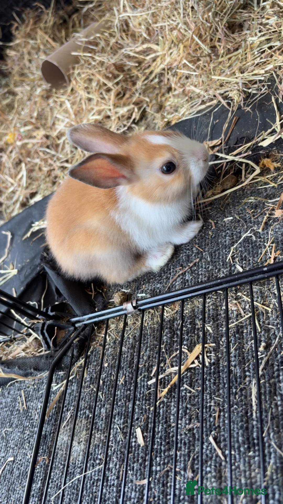 Dutch rabbits for sale: Dutch rabbits  - Advert 1