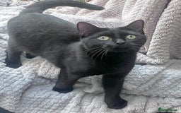 Bengal cats for sale: Young Bengals Males & Females - Image 17