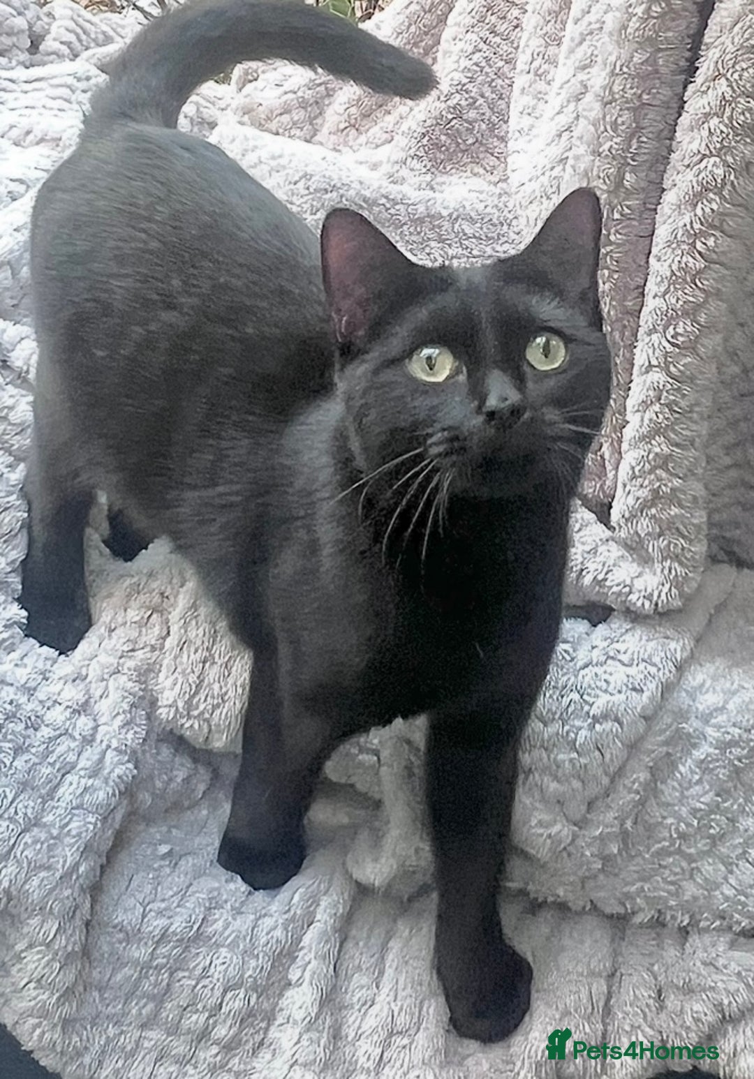 Bengal cats for sale: Young Bengals Males & Females - Image 17