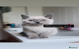 British Shorthair cats for sale: Colourpoint/ bicolour British shorthair kittens  - Image 2