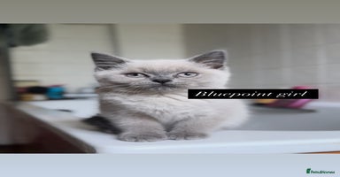 British Shorthair cats - Advert 16