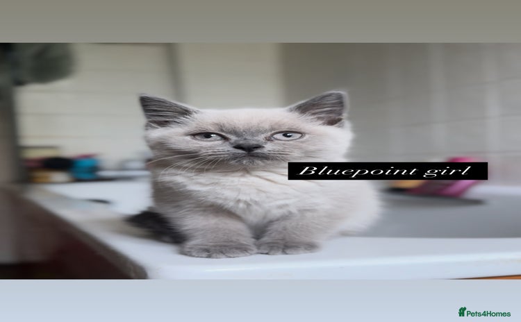British Shorthair cats - Advert 5