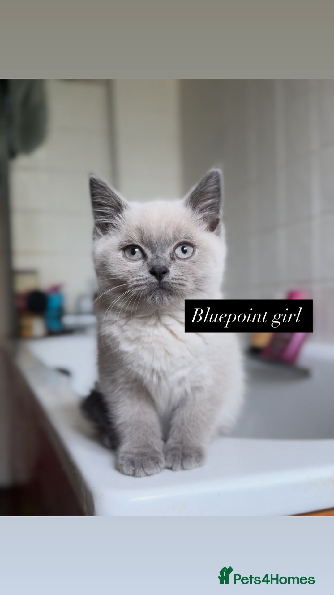 British Shorthair cats for sale: Colourpoint/ bicolour British shorthair kittens  - Image 2