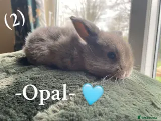 Mini Lop rabbits + Eight gorgeous mini lops for sale + - Advert 2