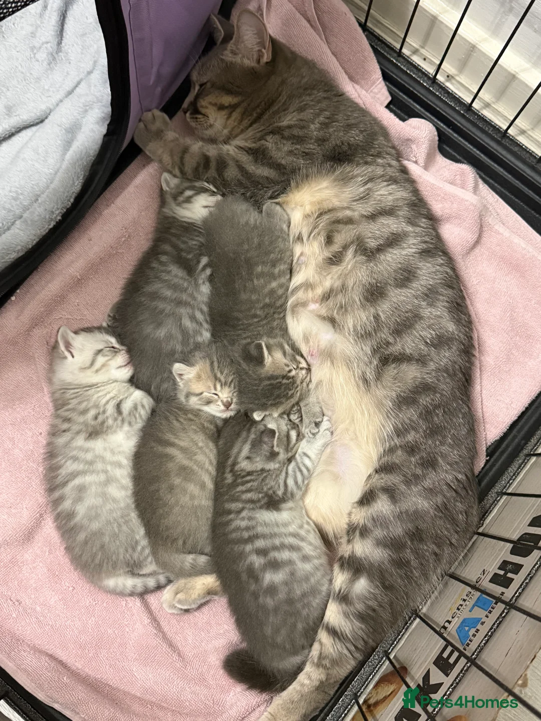 British Shorthair cats for sale: 4 British Shorthair kittens - Advert 17