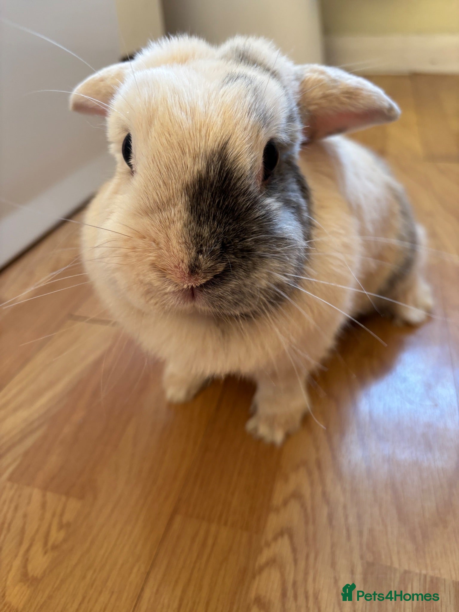 Mini Lop rabbits Beautiful mini-lop rabbits for sale - Advert 1