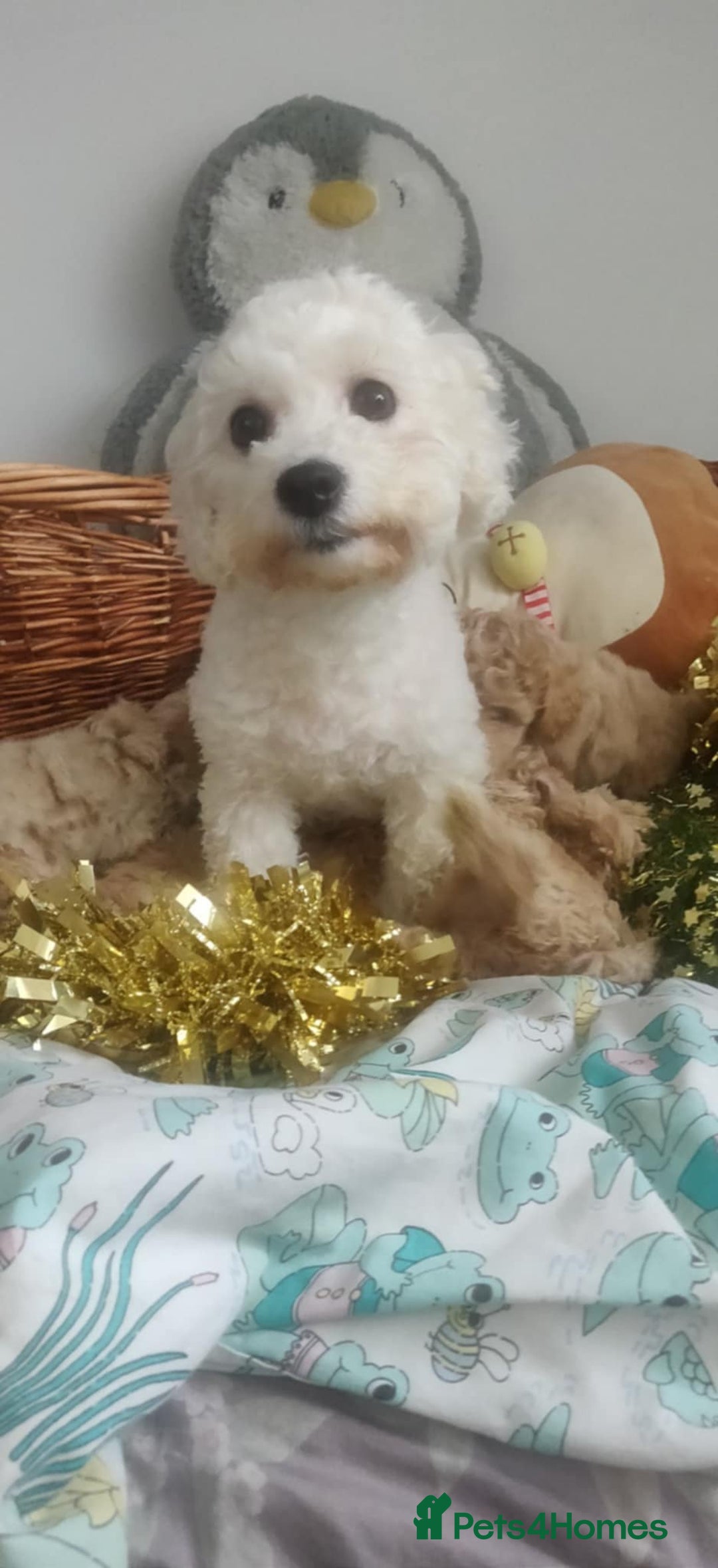 Maltipoo dogs for sale: Beautiful maltipoo puppys - Advert 20
